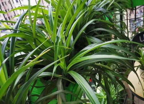 用什么植料养吊兰有奇效蹭蹭长爆盆