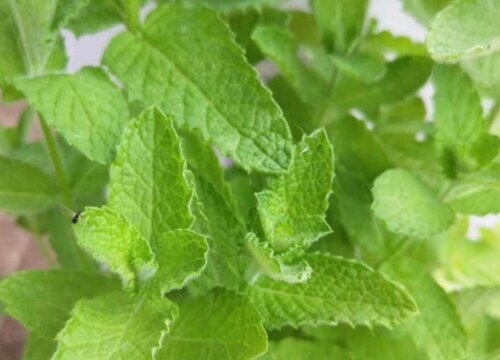 薄荷是多年生吗
