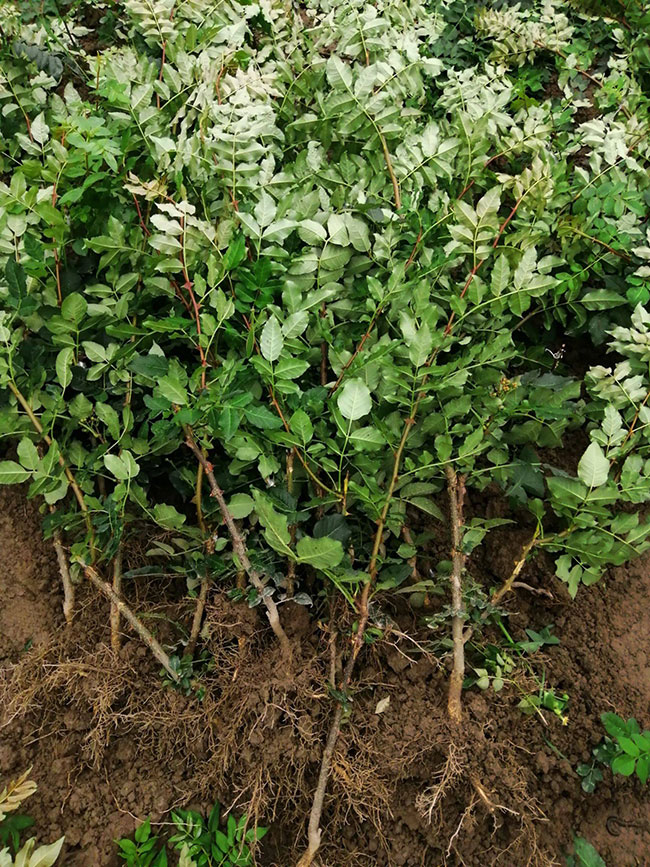 50亩花椒投资多少钱?未来十年花椒的前景
