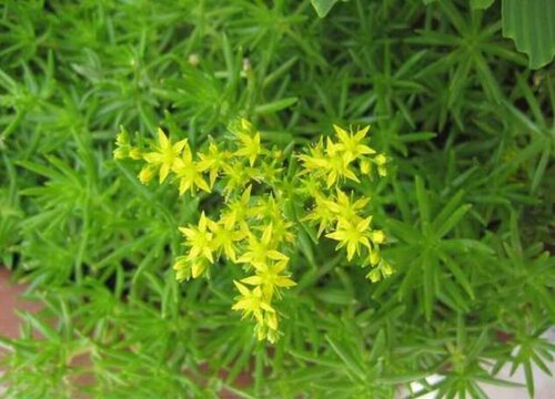 垂盆草开花吗 开花长的什么样子