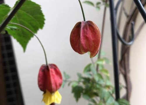 宫灯长寿花如何养护一年长爆盆