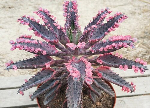 落地生根开花吗 一般什么时候开花
