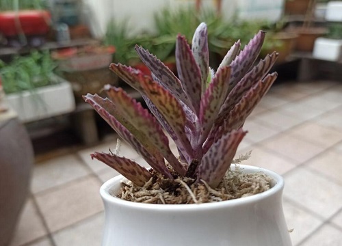 落地生根抗冻吗