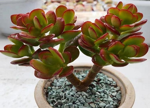 燕子掌多久开花一次