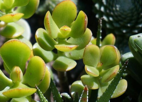 玉树和燕子掌是一种植物吗