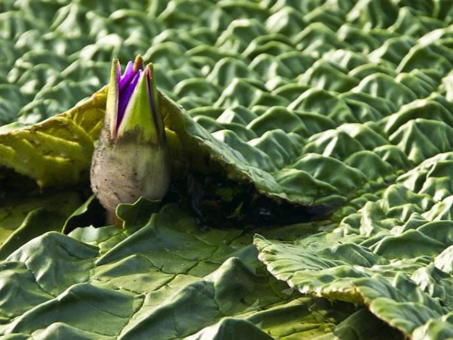 芡实