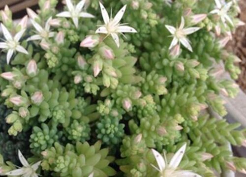 薄雪万年草开花吗 开花什么样子