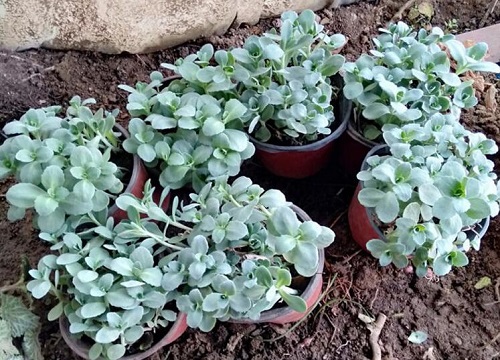 八宝景天开花吗 开花什么样子