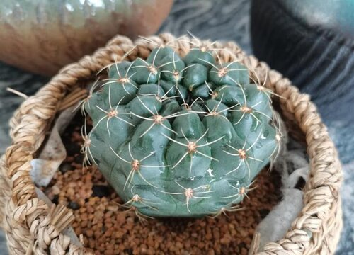 绯花玉仙人球夏季如何养殖