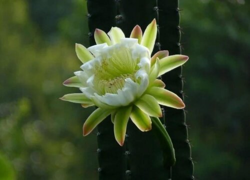 量天尺开花吗 开花什么样子
