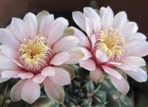 绯花玉一年开几次花 花期月份与时间