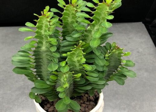 龙骨和量天尺是一种植物吗
