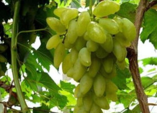 金手指是什么水果