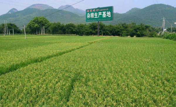 种植杂粮