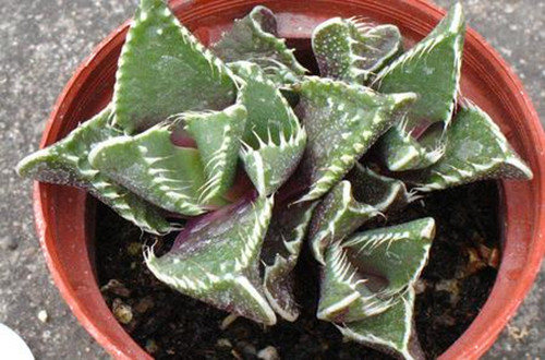荒波的种植及养护技巧 多肉植物荒波怎么养(图)