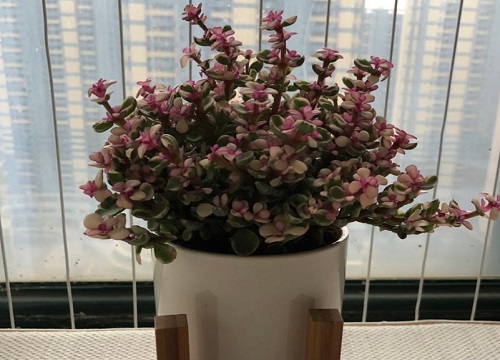 雅乐之舞如何养护长得鲜艳又好看