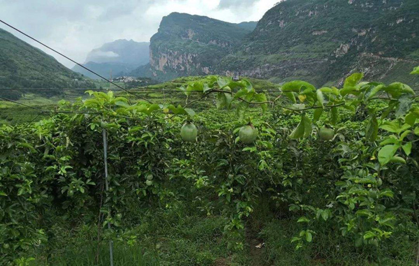 百香果种植基地
