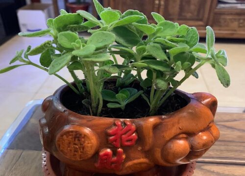 碰碰香怎么过冬天