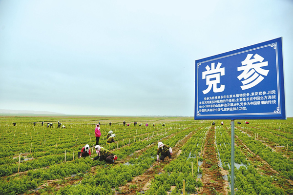 党参种植基地实拍