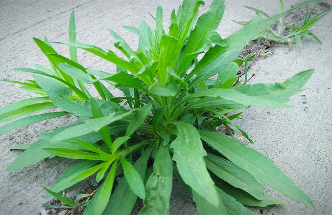 小蓬草