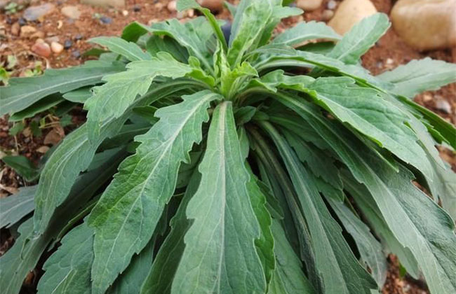 小蓬草