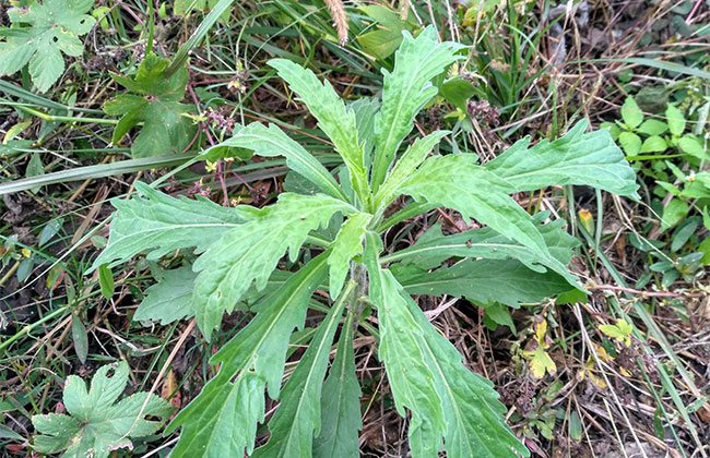 小蓬草