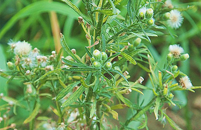 小蓬草