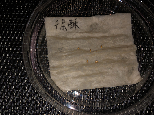 种子_副本.jpg