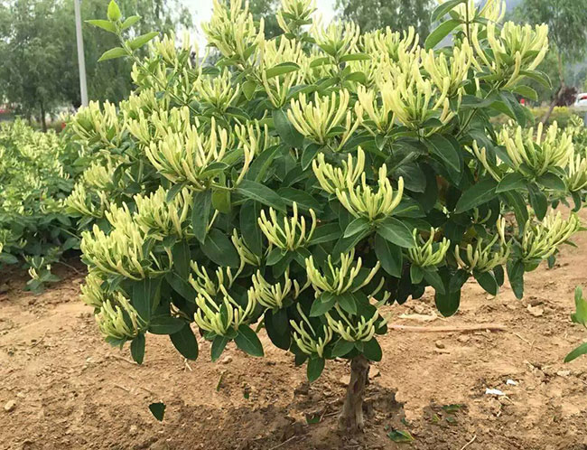 金银花种植