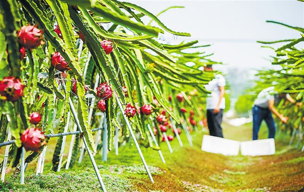 农村种植啥最赚钱？农村种植致富项目