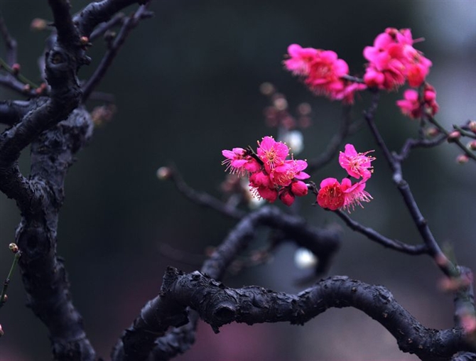 梅花常见病虫害有哪些