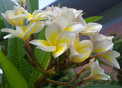 老挝国花—鸡蛋花