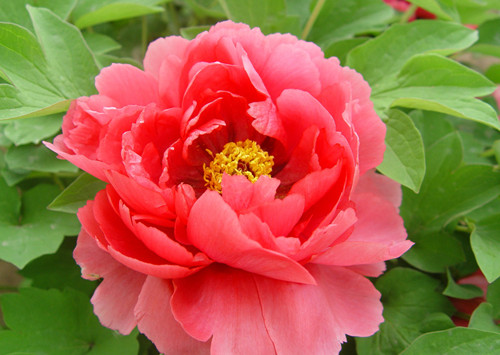 中国国花—牡丹