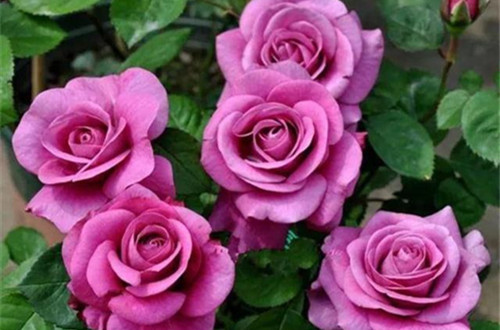 src=http___dingyue.ws.126.net_2019_05_03_c4273f8b797741aa99e84e0913783145.jpeg&refer=http___dingyue.ws.126_副本.jpg