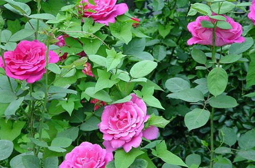 src=http___img.huamu.com_d_file_p_2020_01-17_1579244914191571.jpg&refer=http___img.huamu_副本.jpg