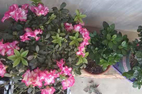 微信图片_20210517173509_副本.jpg