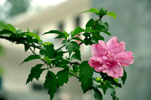 src=http___www.cdpsyl.com_public_upload_images_201912_27_5e05714ebd249.jpg&refer=http___www.cdpsyl_副本.jpg