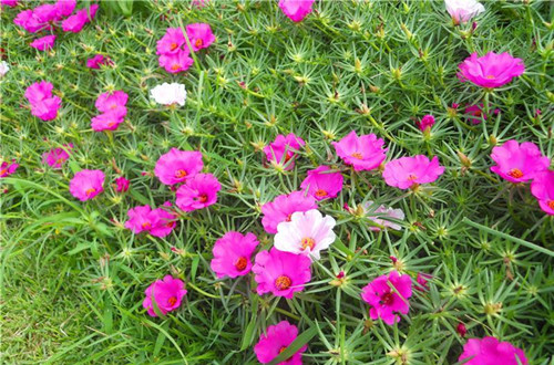 src=http___image.huahuibk.com_uploads_20190222_22_1550846297-vpdHVoGnAy.jpg&refer=http___image.huahuibk_副本.jpg