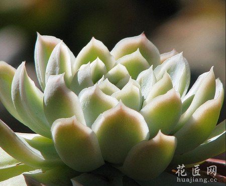石莲花(宝石花)可以吃吗？