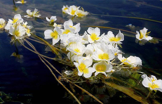 海菜花种植前景分析