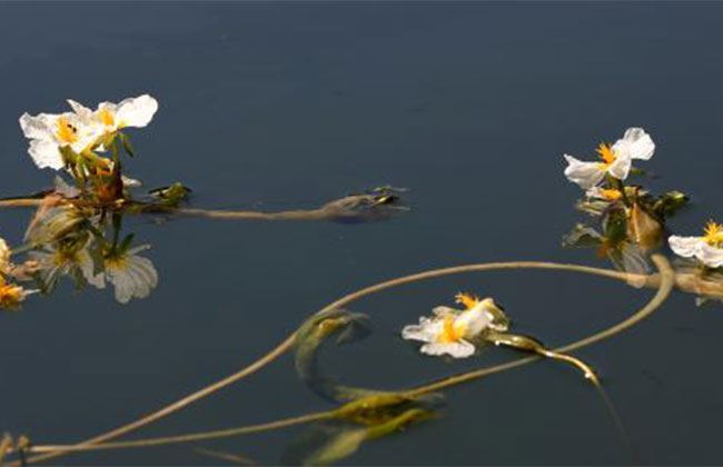 海菜花