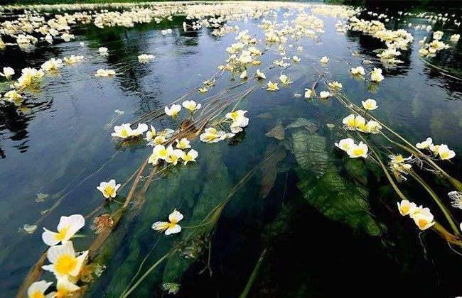海菜花