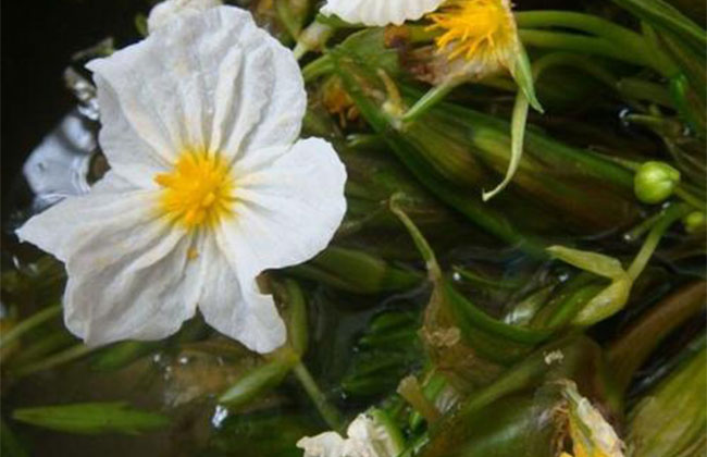 海菜花