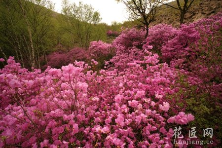 杜鹃花对家居环境的影响