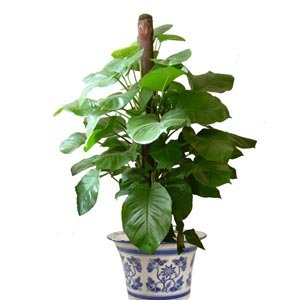 绿萝对家居环境作用