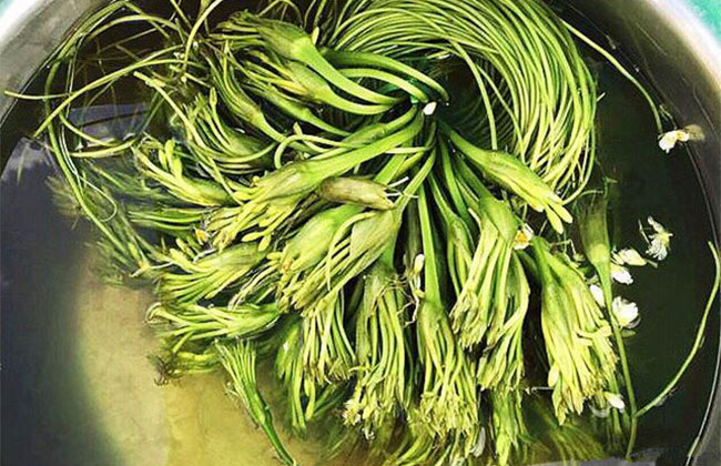 海菜花
