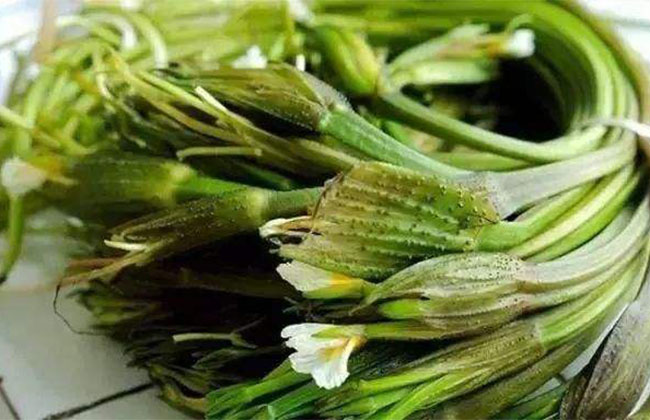 海菜花