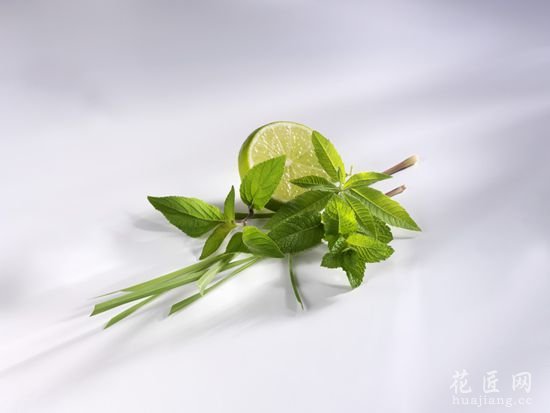 柠檬马鞭草图片