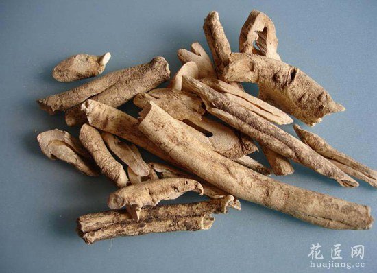 牡丹皮的功效与作用