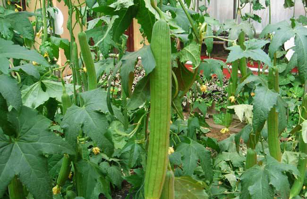种植丝瓜